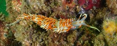 Phidiana militaris
