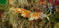 Phidiana militaris