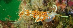 Phidiana militaris