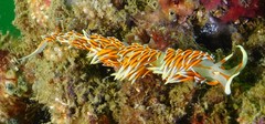 Phidiana militaris