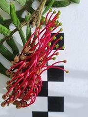 Grevillea caleyi