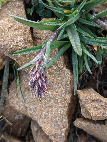 Poa cusickii ssp. purpurascens