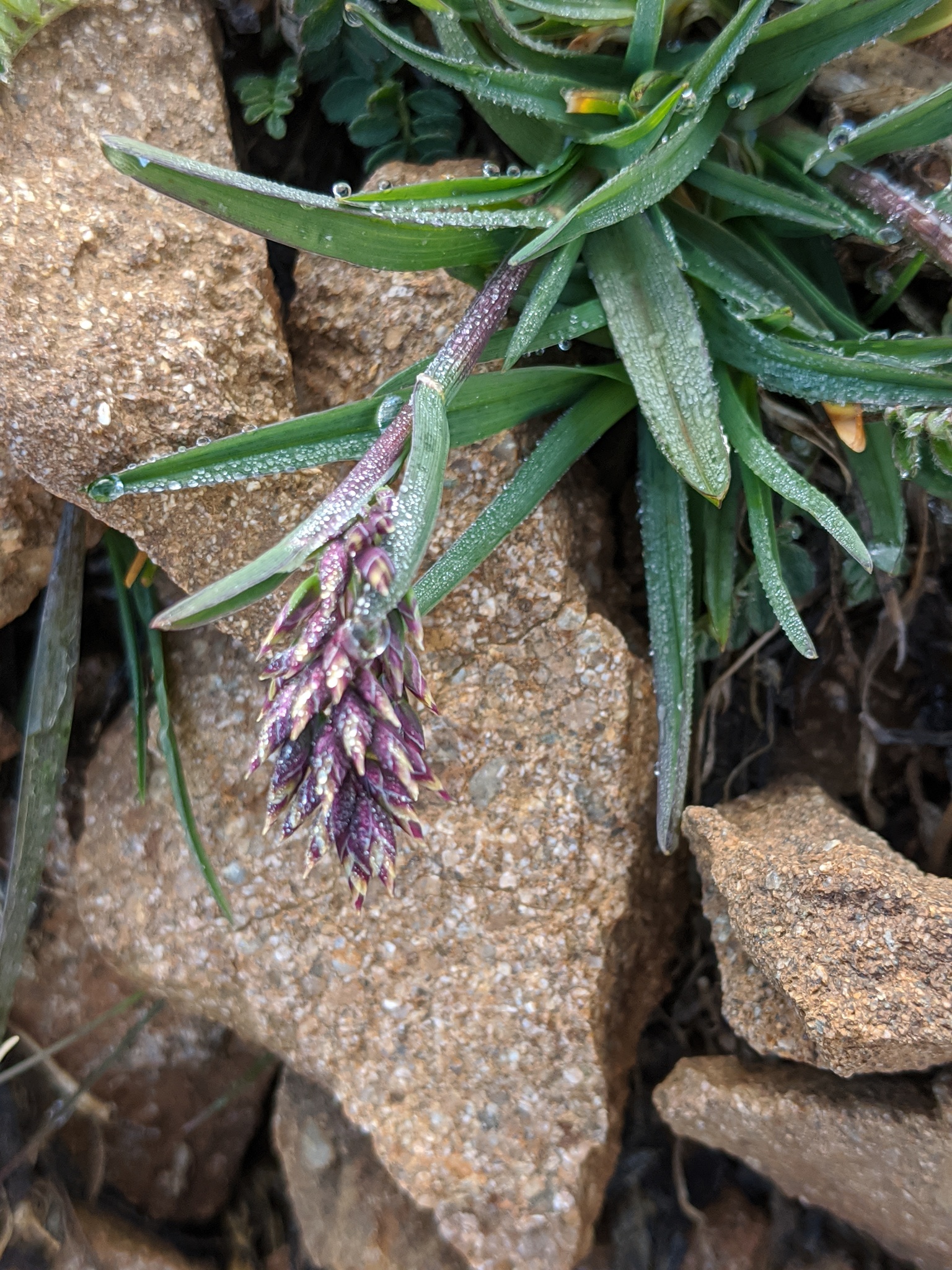 Poa cusickii ssp. purpurascens