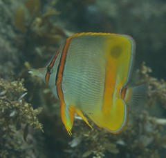 Chelmon marginalis