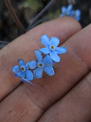 Myosotis asiatica