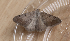 Digrammia muscariata