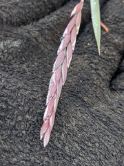 Elymus violaceus