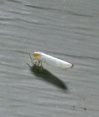 Neocenchrea heidemanni