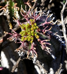 Euphorbia pillansii