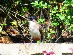 Pycnonotus xanthorrhous