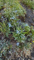 Myosotis asiatica