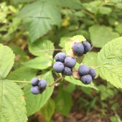 Rubus caesius