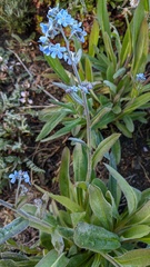 Myosotis asiatica