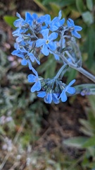 Myosotis asiatica