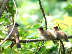 Pycnonotus xanthorrhous