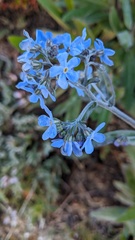 Myosotis asiatica