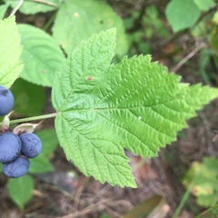 Rubus caesius