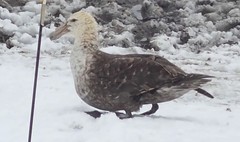 Southern Giant Petrel photo 5