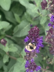 Bombus rufocinctus