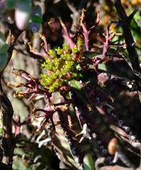 Euphorbia pillansii