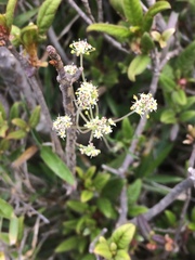 Pimpinella niitakayamensis
