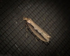 Leptocroca sanguinolenta