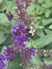 Bombus rufocinctus