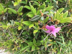 Rhododendron rubropilosum taiwanalpinum