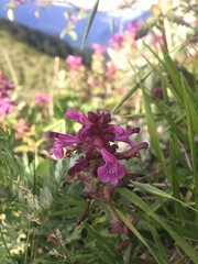 Pedicularis refracta transmorrisonensis