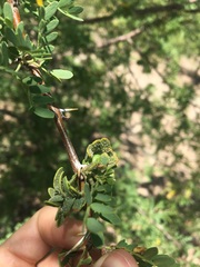 Pleospora prosopidis