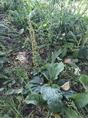Plantago major