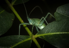 Mastighaphoides haffneri