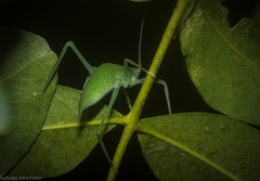 Mastighaphoides haffneri