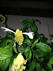 Pachystachys lutea