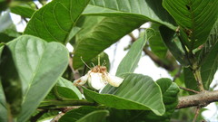 Psidium guajava