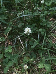 Trifolium repens