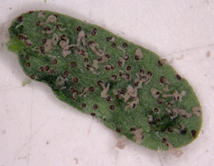 Pleospora prosopidis