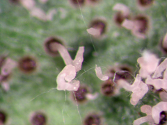 Pleospora prosopidis