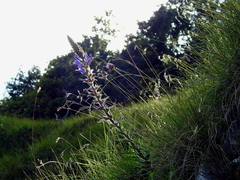 Campanula spicata