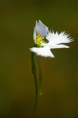 Pecteilis radiata
