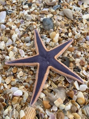 Astropecten articulatus