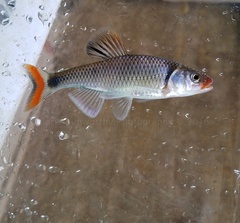 Fieryblack Shiner photo 4