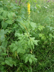 Agrimonia procera
