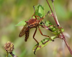 Diogmites crudelis