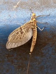 Ephemera varia