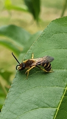 Halictus scabiosae