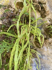 Pinguicula vallisneriifolia