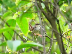 Prinia