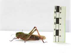 Gastrimargus marmoratus