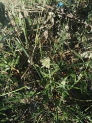 Achillea millefolium